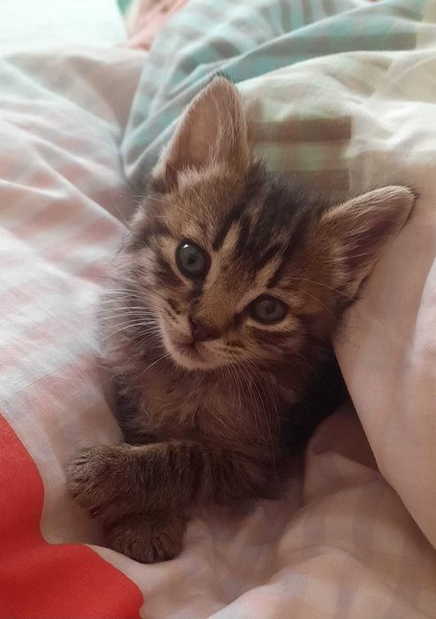 Gatas para Adoção responsável