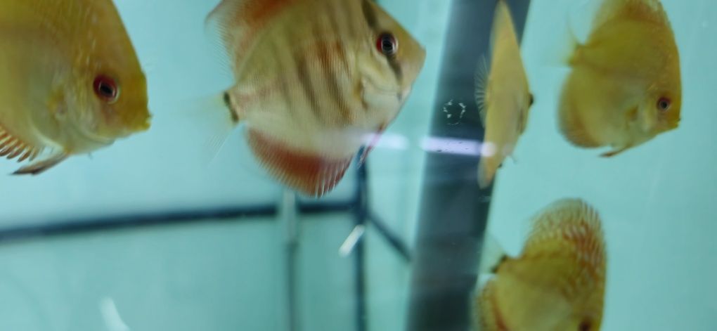 Discus disponíveis