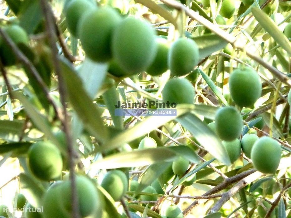 45.000m2 Olival, árvores de fruto e ruína. Portugal, F. C. Rodrigo,...