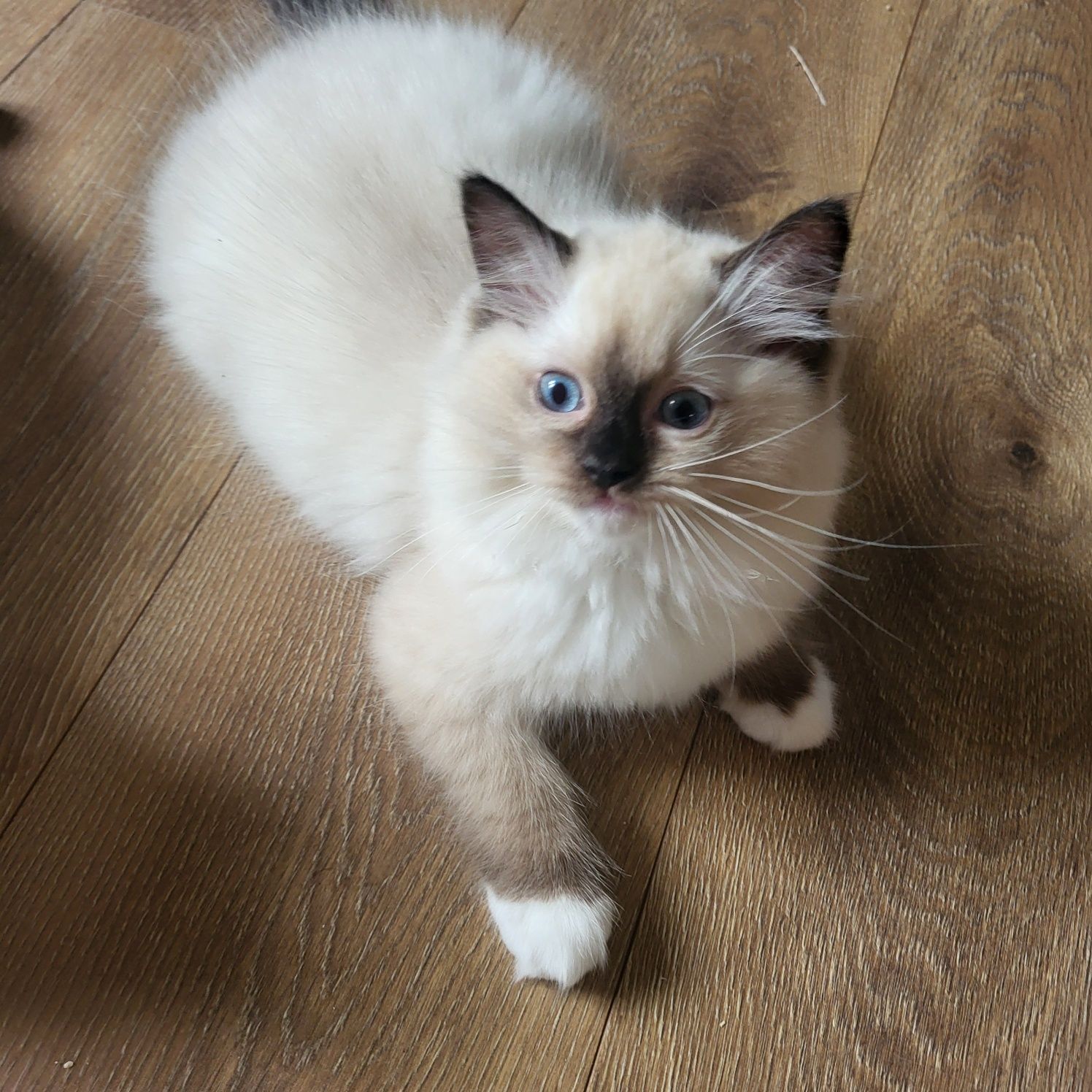 Ragdoll koteczka seal mitted