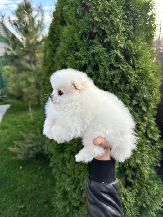 Шпиц померанский девочка