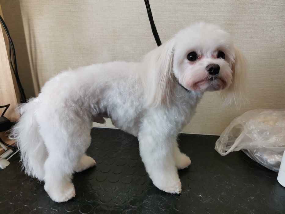 Груминг, стрижка собак, уход за шерстью