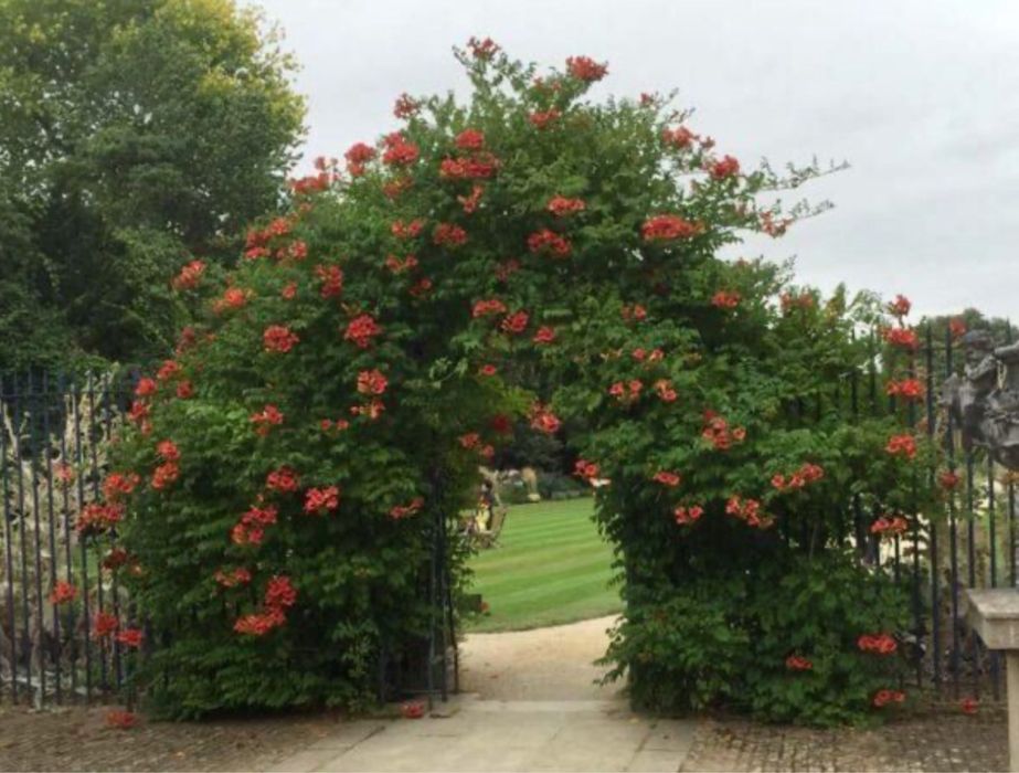 Кампсис (текома) многолетняя лиана