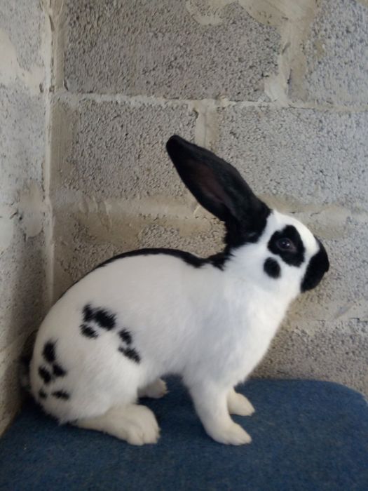 продам кролики німецький велетень