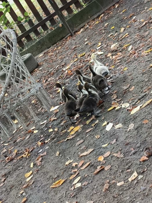 Sprzedam młode kaczki i perliczki