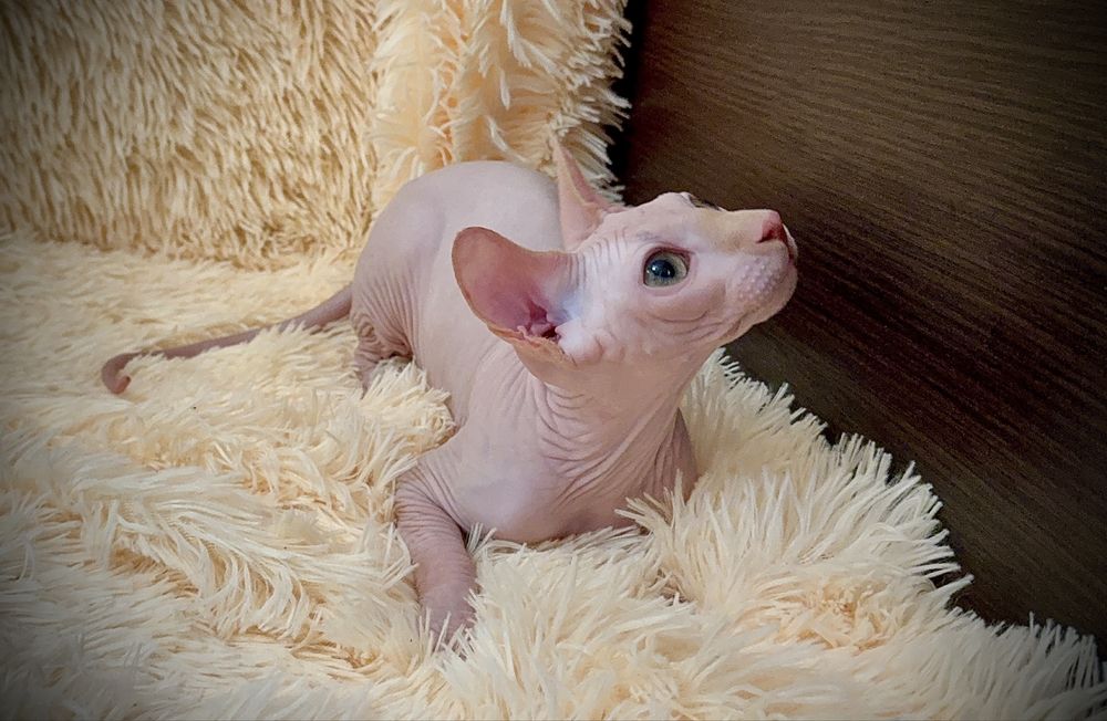 Канадский сфинкс мальчик, клуб, родословная WCF, доставка заграницу