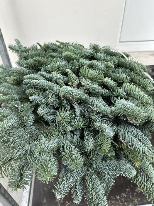 Нобіліс-гілки 5 кг