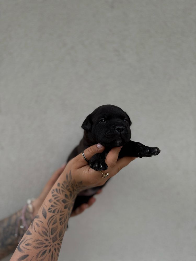 Staffordshire Bull Terrier