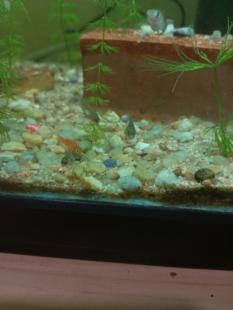 peixe papagaio anao (amphilophus citrinellus)