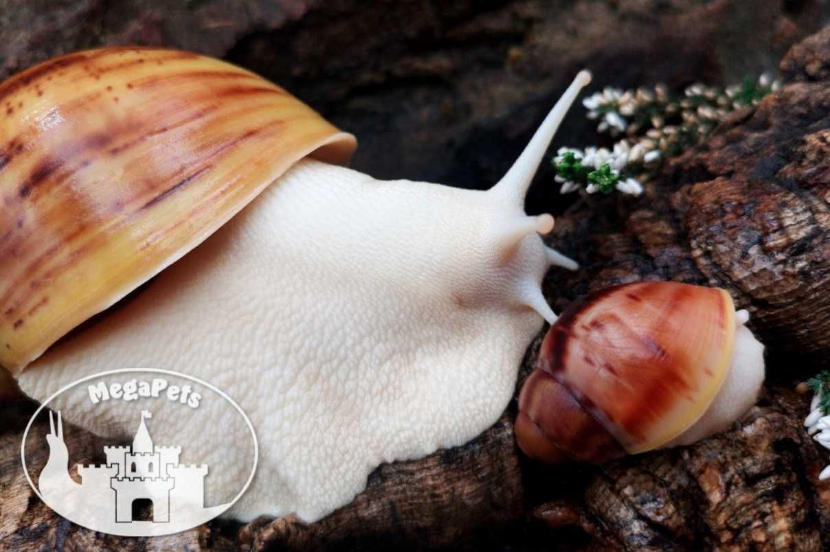 Archachatina marginata ovum albino Ślimaki Lissachatina Achatina