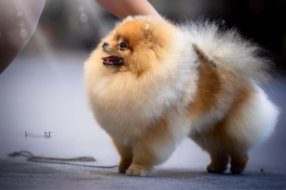 Gotowy do odbioru! OPALIT pies szczenię szpic miniaturowy pomeranian
