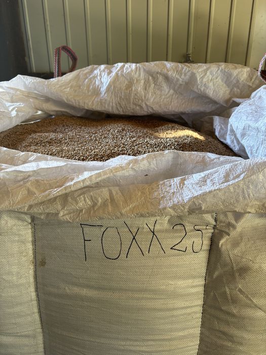 Pszenica ozima Foxx (oścista) po centrali