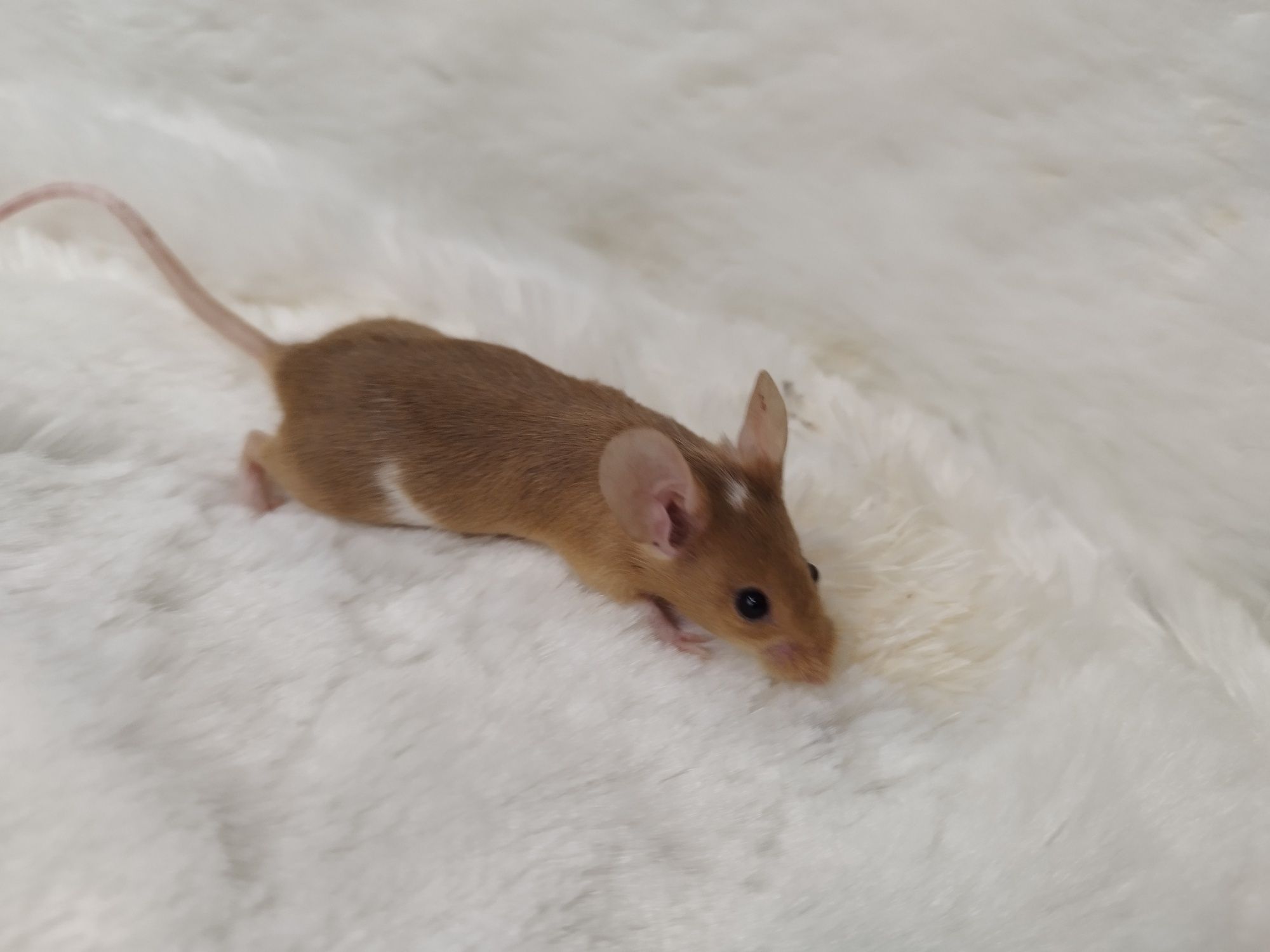 Mysz Dumbo Satine Gold (samica) MASSON