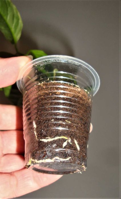 Хойї Хойя Hoya Multiflora variegata