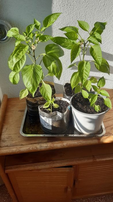 Pimenteiros vareados