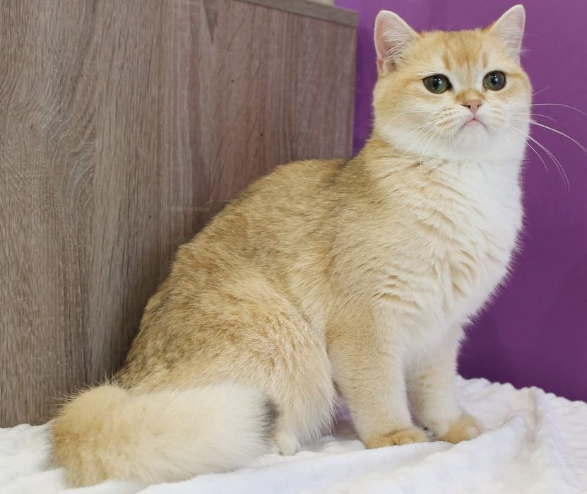 Девчонка Scottish Straight