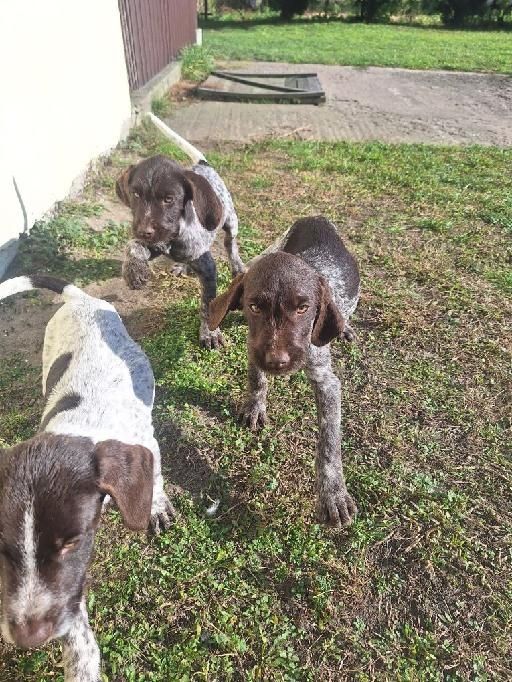 Wyżeł Niemiecki szorstkowłosy