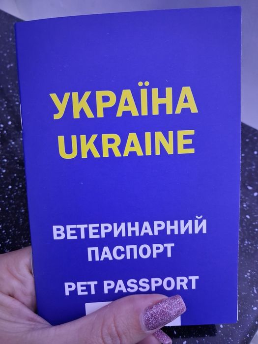 Продам Хаскі  з голубими очима