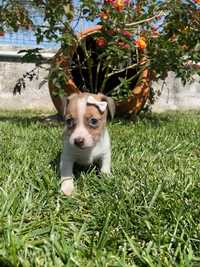 Jack Russell Terrier Fêmea