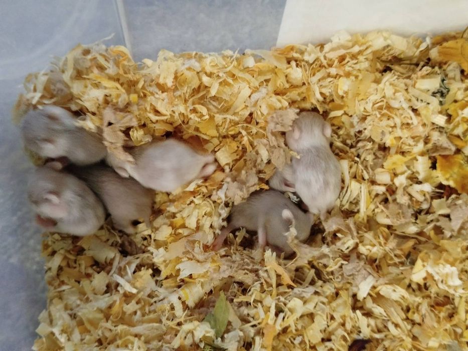 Джунгарики хом'яки