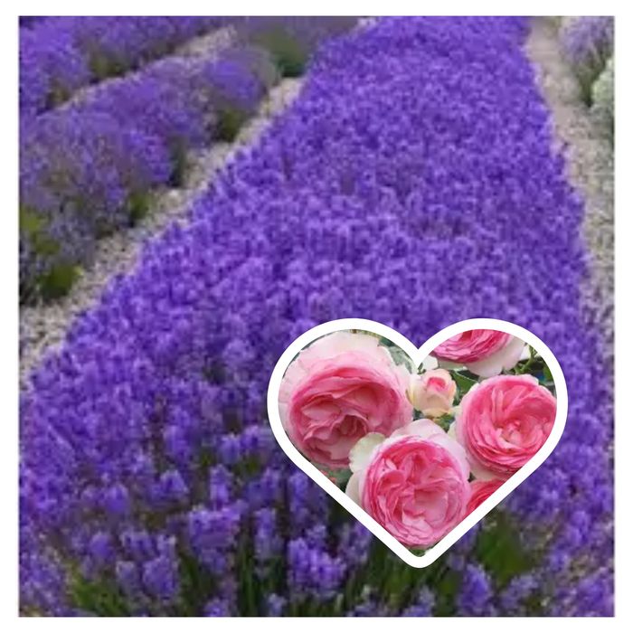 Лаванда. Троянди. Саджанці квітів