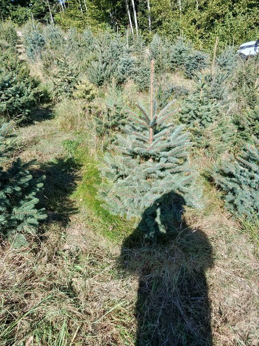 Świerk srebrny,serbski, jodła kaukaska, koreańska, tuje,sadzimy, dowoz