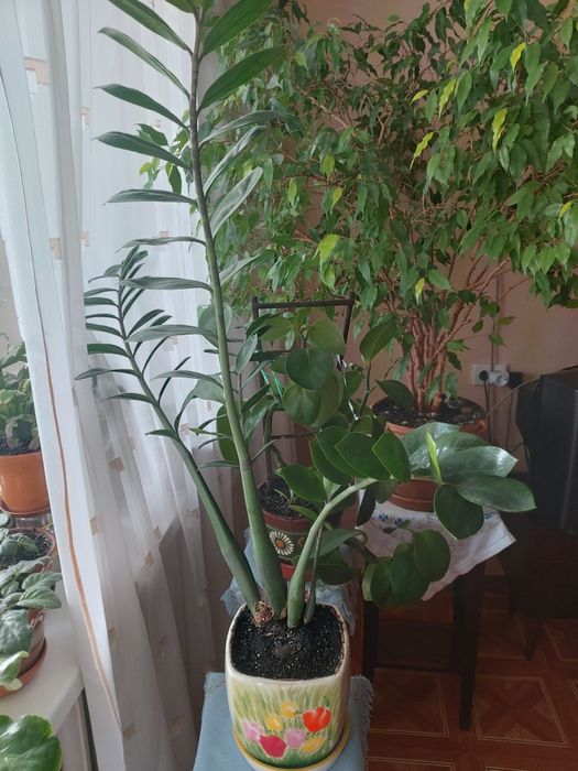 Кімнатні рослини