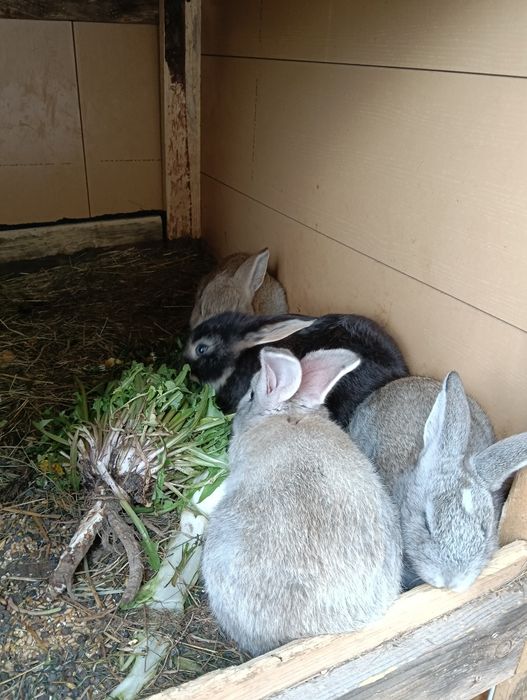 Króliki do sprzedania