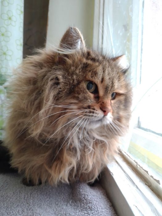 Отдам даром в добрые руки пушистую кошечку метис Норвежской лесной