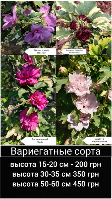 Гібіскуси вуличні деревовидні махрові, варієгатні 25 сортів