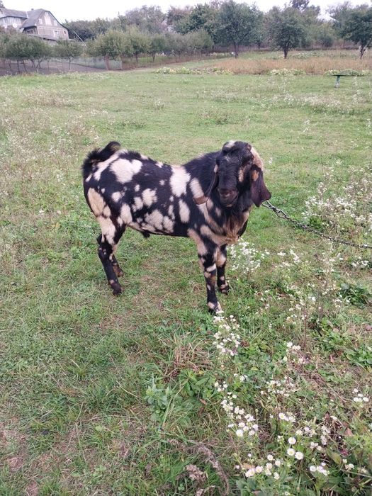 В'язка цап англо-нубійський запрошує в гості