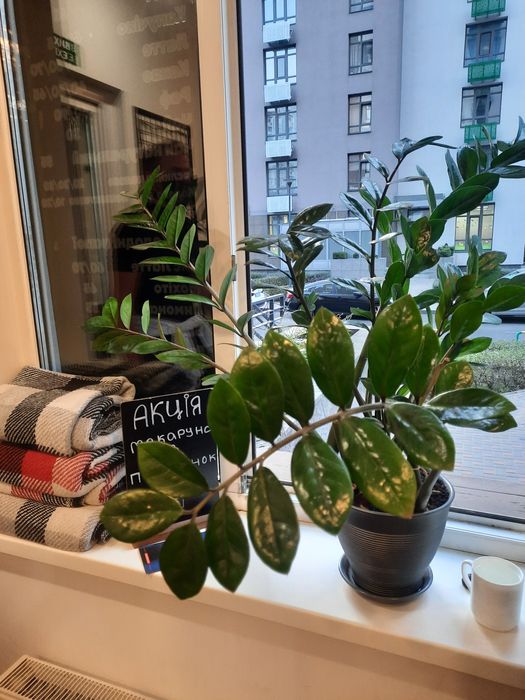 Филодендрон, каланхое, алое, фикус, пальма, диффинбахия, замиокулькас