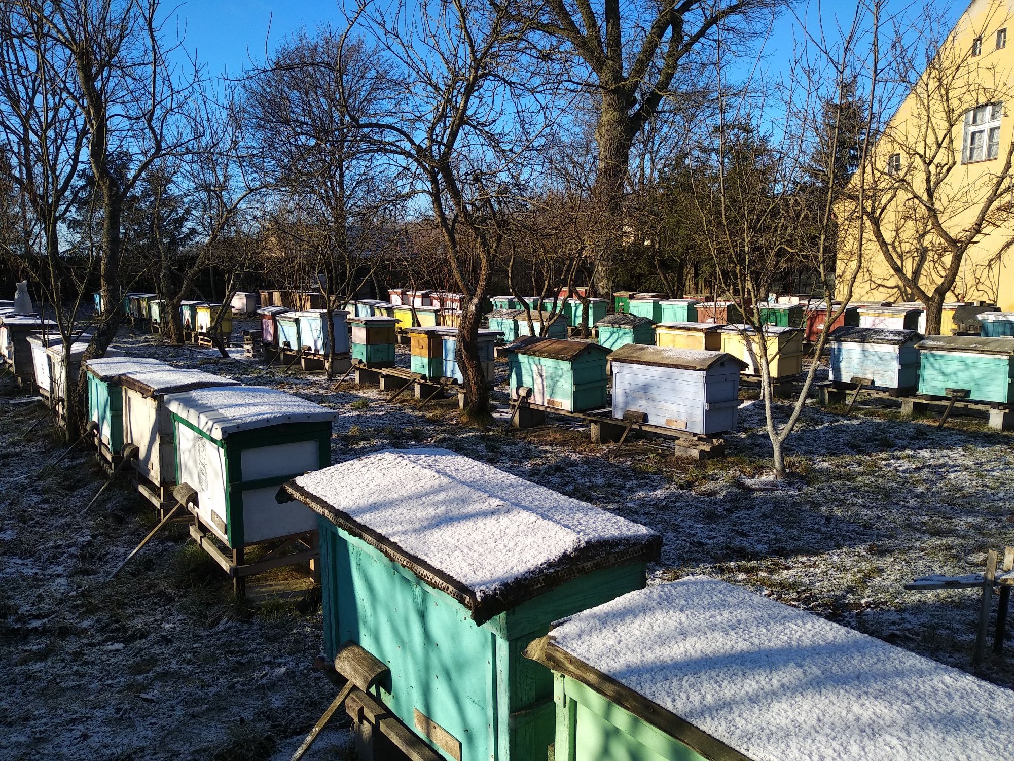 Likwidacja pasieki, rodziny pszczele,  ule