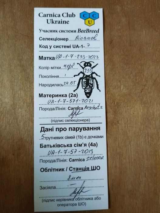 Бджільництво, матки Карніка F1