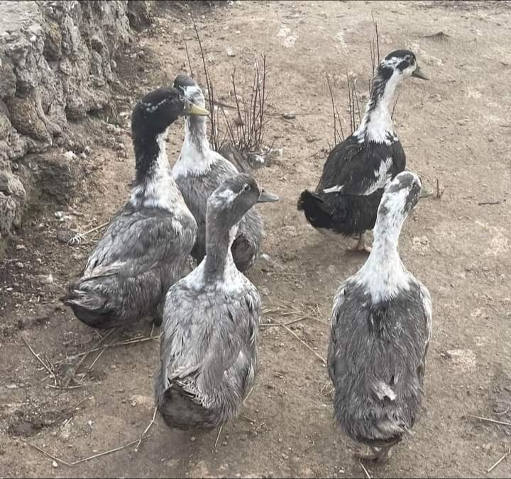 яйця інкубаційні голубий фаворит качки