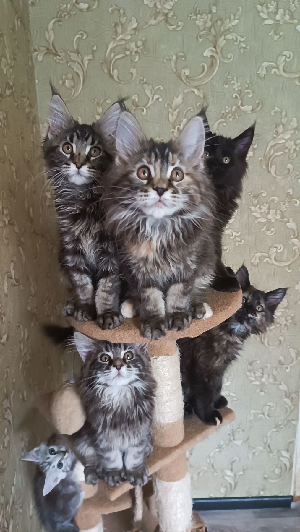 Истинные Мейн куни котята
