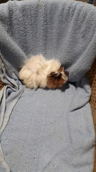 Морські свинки, розетки.