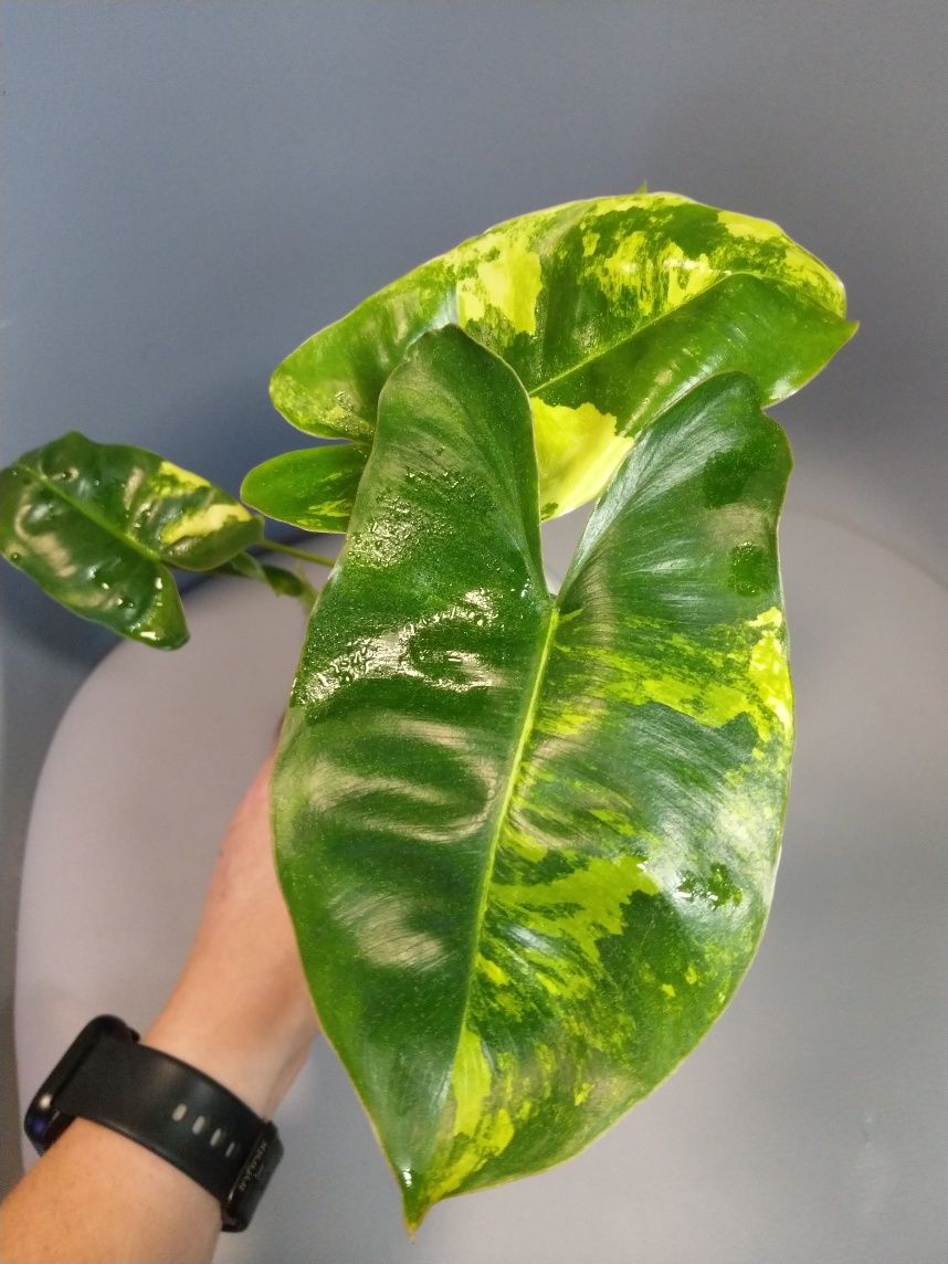 Philodendron Burle Marx Variegata