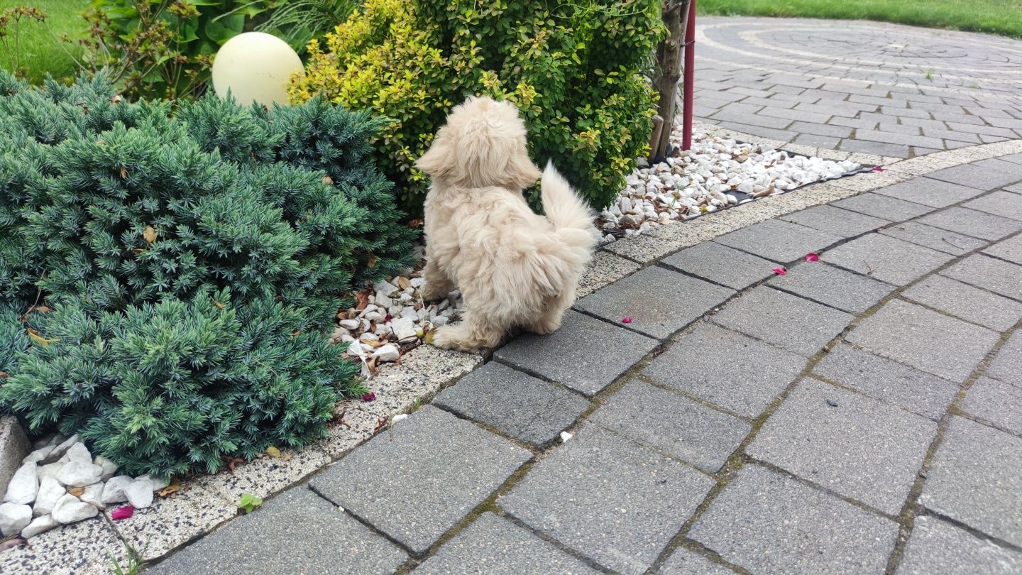 Maltipoo maltipoo
