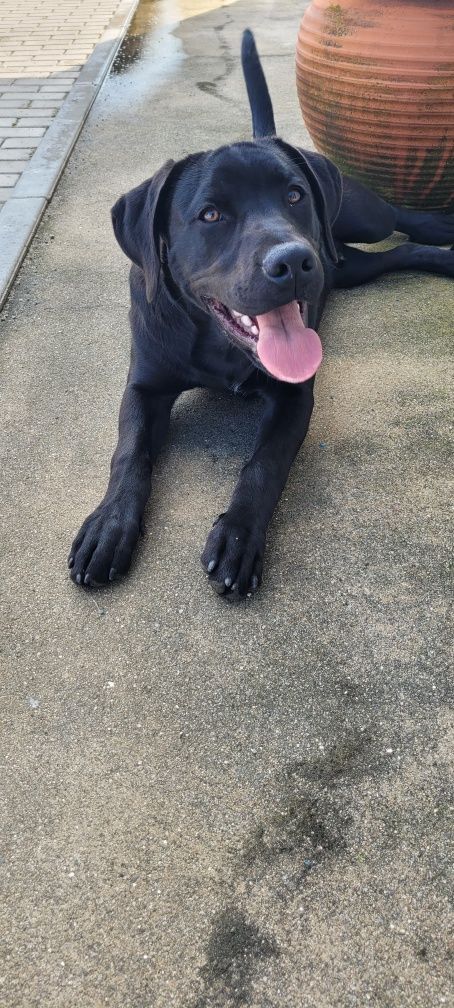 Cachorro para doação com vacinas e chip