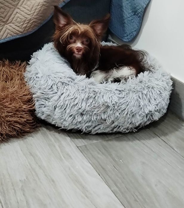 Yorkshire Biewer terrier
