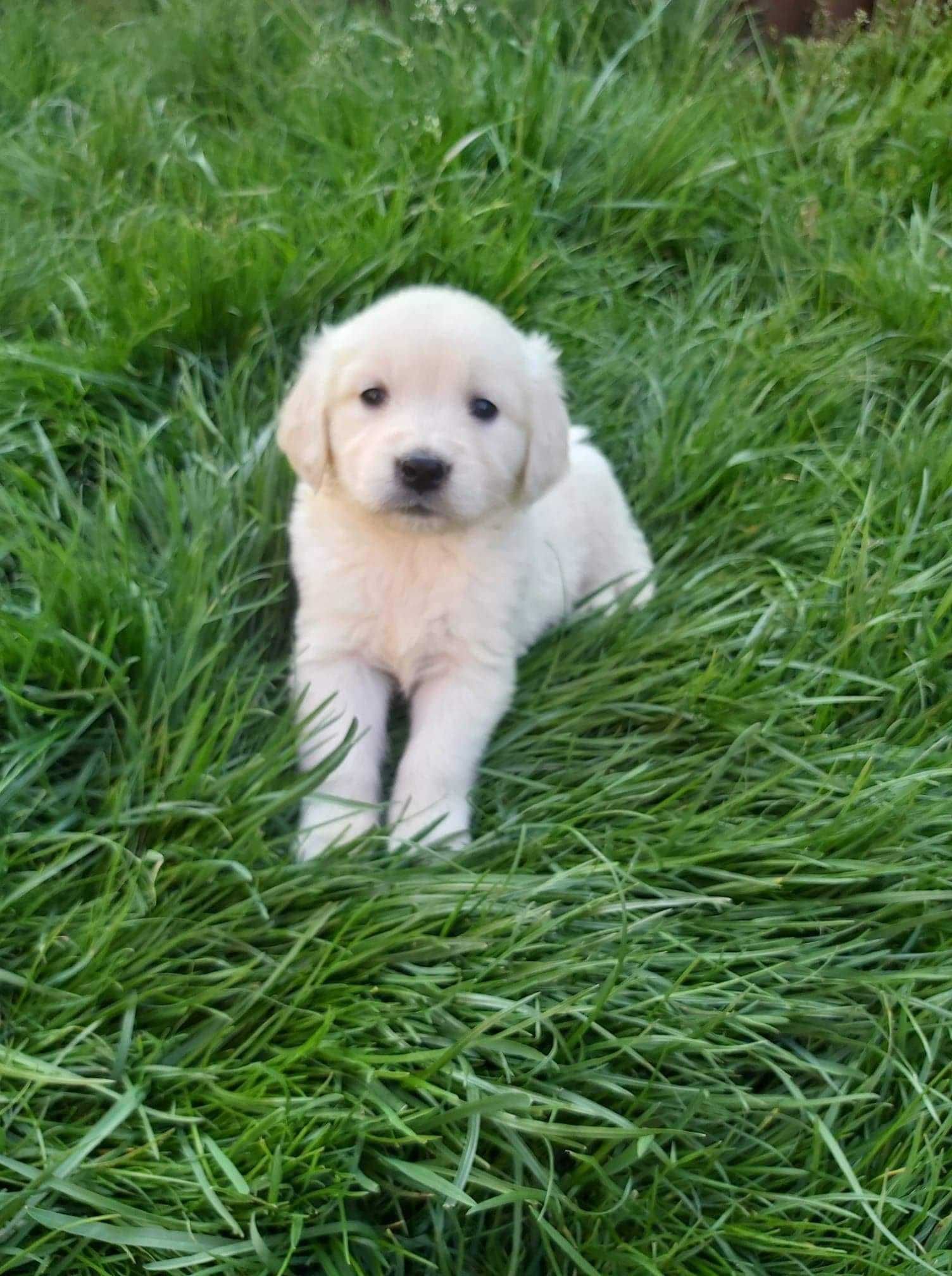 Zapowiedź miotu szczeniaków Golden Retriever ZHPR Siedliskowo