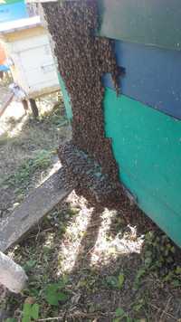 Бджолопакети,пасіка,вулики з бджолами.