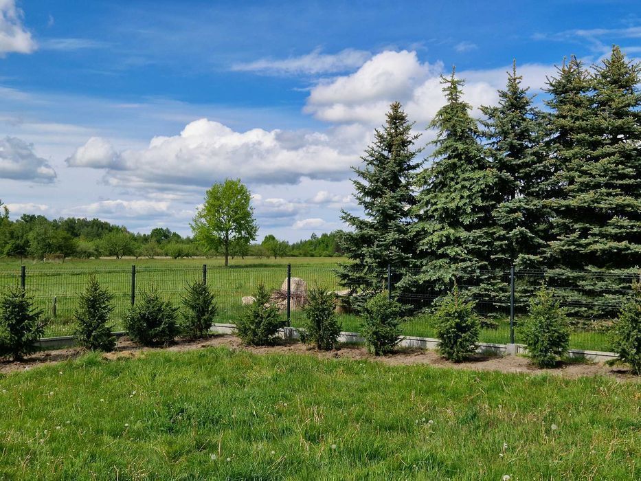 Świerk serbski, Picea OMORICA wys.170-200cm Usługa sadzenia