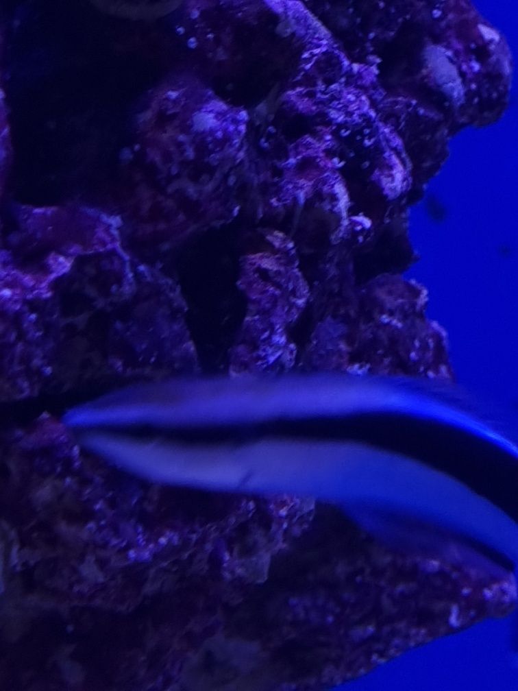 Labroides dimidiatus, akwarium morskie