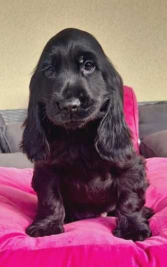 cocker spaniel czarny długie uszy jak wegielek