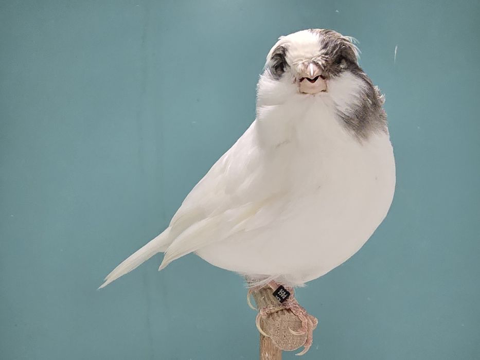 Gloster kanarek kanarki szafir szek 2025 samiec