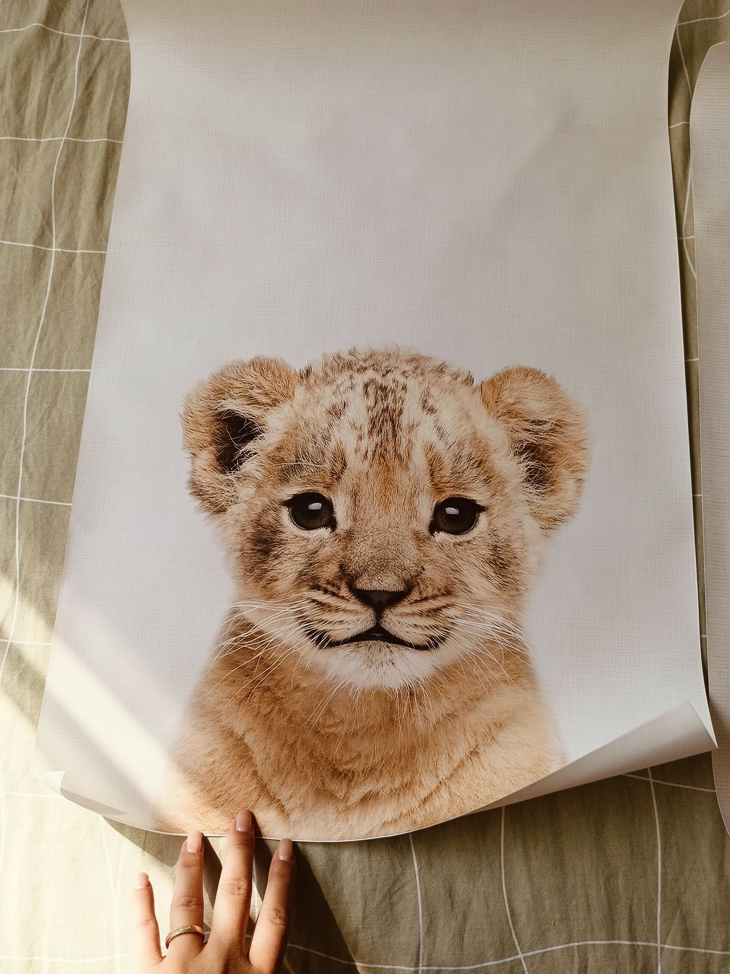 Plakaty do pokoju dziecięcego plakat zwierząt 40x60