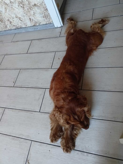 Англійський спаніель, шукає дбайливі ручки