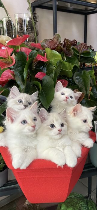 Котёнок, регдолл, Ragdoll, котик